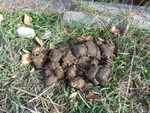 Horse Turds